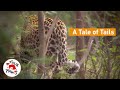 A Tale Of Tails LIONSROCK Big Cat Sanctuary SUBS