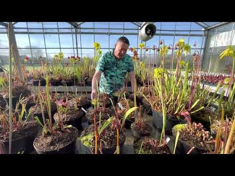 Watering carnivorous plants in a temperate greenhouse