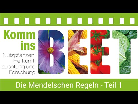 KOMM INS BEET! - Die Mendelschen Regeln - Teil 1 Uniformitätsregel