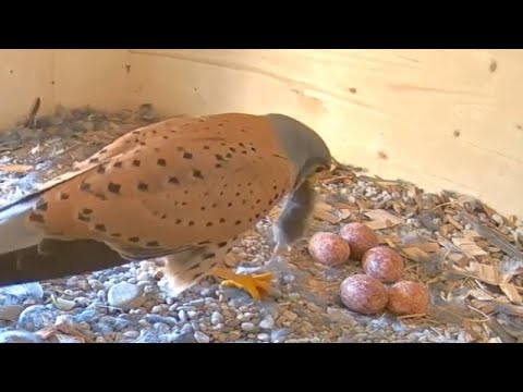 Neue Hoffnung (2022.2/4) Eggs rescue. Turmfalken - Windsbach Beilngries Kestrels