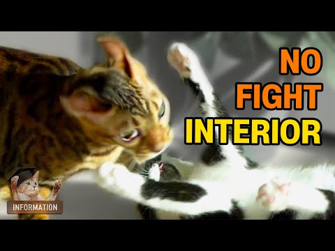 How to Home Interior to stop Fighting CatsㅣDino cat