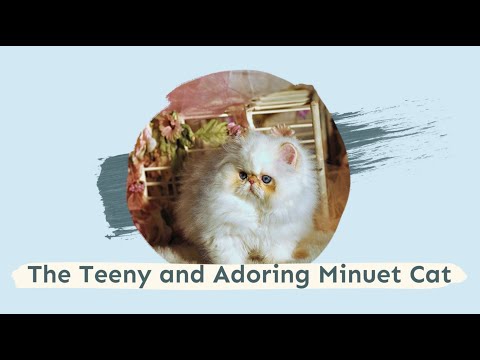 The Teeny and Adoring Minuet Cat