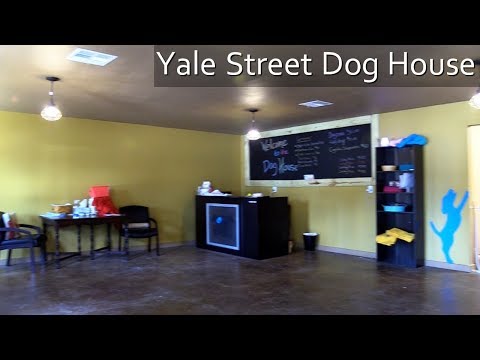 yale street dog house
