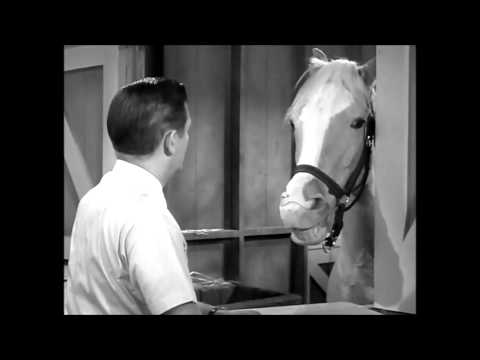The New Mr Ed Episode 1 - Ed Gets an STD