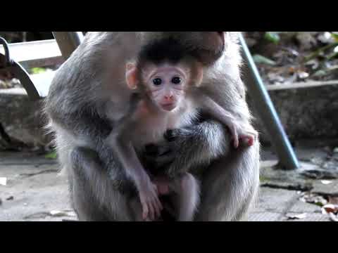 Omg! Look The Way To Rescue Pity Monkey at KPC|How The Man Rescue Pity Monkey?