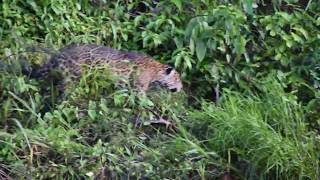 preview picture of video 'Tambopata National Reserve: Jaguar Encounter 2'