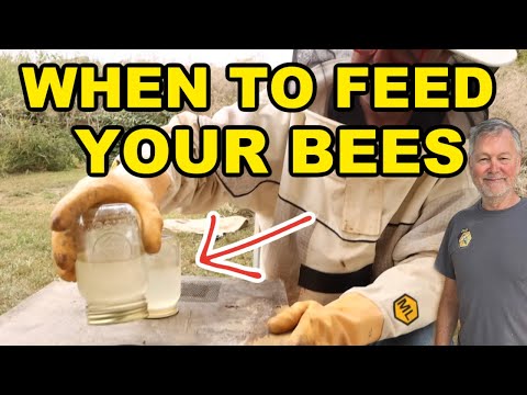 Beekeeping Feeding Techniques To Keep Your Bees From Dying