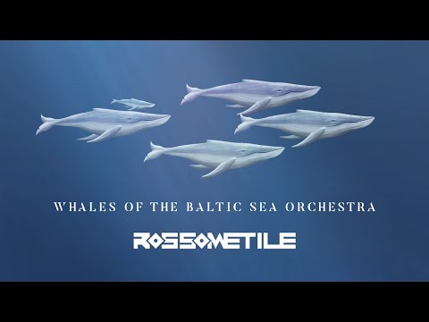 Rossometile - Whales of the Baltic Sea Orchestra (Official Video)