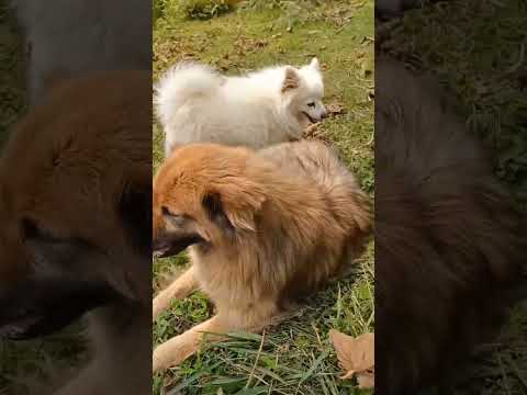 #dogvideos #animals #bruno n happy #shortvideo