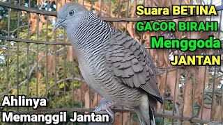 Download lagu Perkutut BETINA memanggil Jantan - suara GACOR BIRAHI mengundang BUNYI mp3 Download lagu Perkutut BETINA memanggil Jantan - suara GACOR BIRAHI mengundang BUNYI mp3