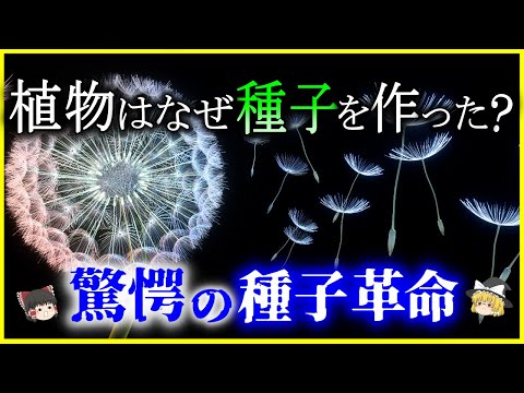 顕花植物のアルファベット順について詳しく解説