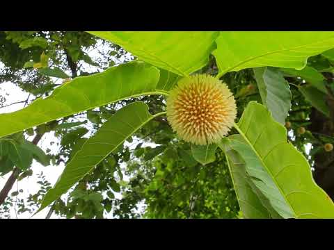 বাদল-দিনের প্রথম কদম ফুল  I Rabindra Sangeet I Adity Mohsin