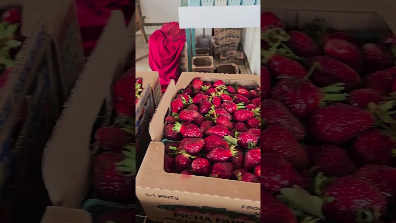 Какие ягоды мы купили у фермеров. #strawberry #garden #клубника