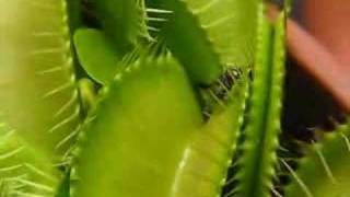 Venus Flytrap in Action