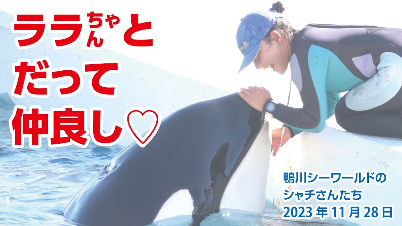 ララちゃんとも仲良しなトレーナーさんです♡【2023年11月28日】鴨川シーワールドのシャチさんたち