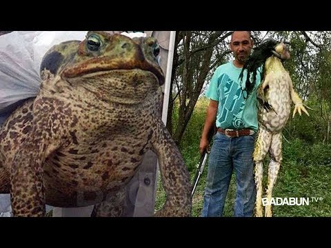 , title : 'Capturan a un sapo gigante que es más grande que un perro. No creerás que comía'