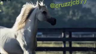 Caballo Prieto Azabache - Vicente Fernández