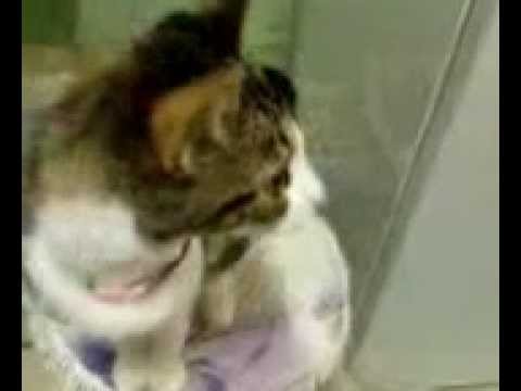 Bizi, a gatinha falante