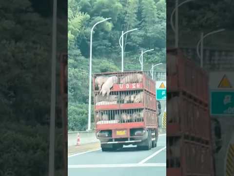 Lechon (saving pig) #lechon #lechonrecipe #baboy #food #foodie #cooking #recipe