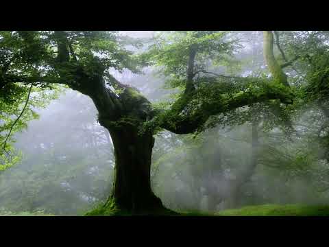 Akhlaqul Karimah Live Stream