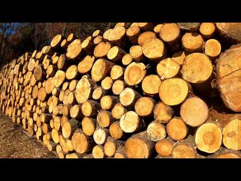 Wycinka drzew Góra Siewierska. Nadleśnictwo Siewierz