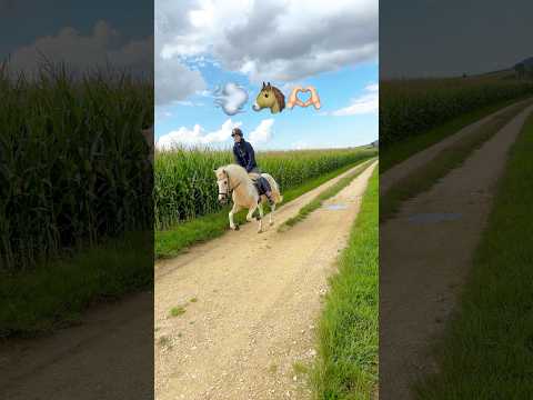 💨🐴🫶🏻 #galopp #pferd #pony #islandpferd #riding #reiten #horseriding #ausreiten