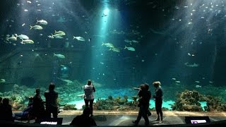 preview picture of video 'Tropen-Aquarium Hagenbeck'