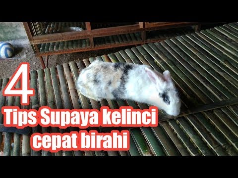 download lagu mp3 mp4 Cara Membuat Kelinci Betina Birahi, download lagu Cara Membuat Kelinci Betina Birahi gratis, unduh video klip Cara Membuat Kelinci Betina Birahi