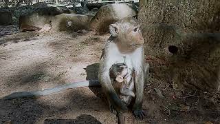 VID20241224091816 mokney moment 3