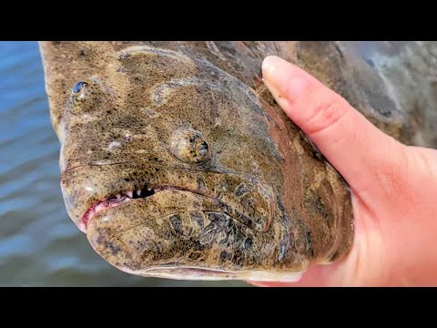3 Best Flounder Lures For Catching Doormats This Summer