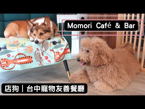 寵物友善餐廳分享｜毛五木Momori Café & Bar 台中市西區 - 寵物板 | Dcard