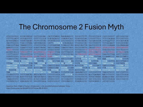 The Chromosome 2 Fusion Myth