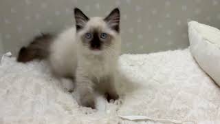 ラグドールの動画01