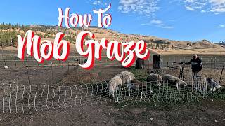 What Is Mob Grazing and Should You Try It?