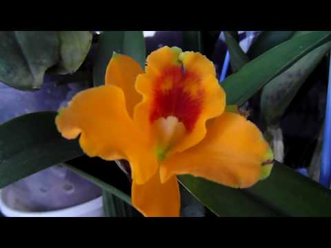 Про наши орхидеи. Обзор.