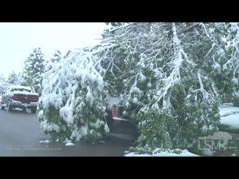 05-21-2022 Lakewood, CO Winter Storm Aftermath-Trees on Home-Knocking Snow Off Trees-Sagging Trees