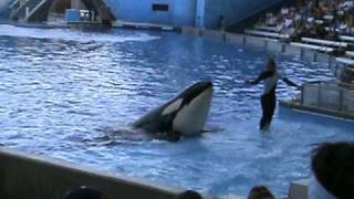 Dawn Brancheau la entrenadora   y la orca