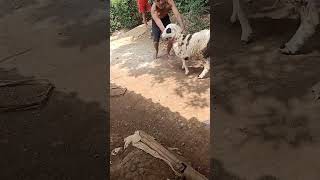 Download lagu Kambing kawin😁#kambing #hewanternak #peternakan #beranda #anakanak mp3