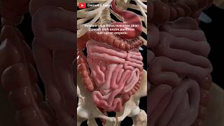 Download lagu proses pencernaan makanan pada manusia #kesehatan #humandigestivesystem #mekanismepencernaan mp3