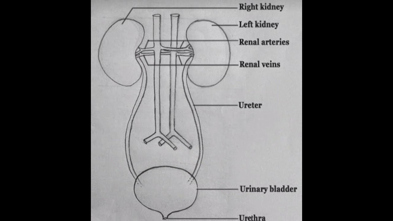 #biology human kidney diagram