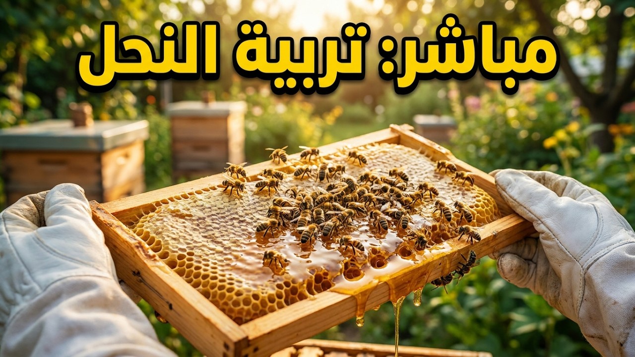 مباشر تربية النحل الاجابة عن اسئلة المتابعين