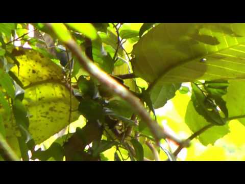 Timália zlatá (Cyanoderma chrysaeum) — video o speve a chove