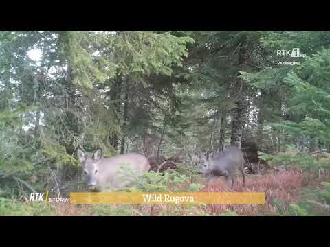 RTK STORY - WILD RUGOVA 03.09.2021