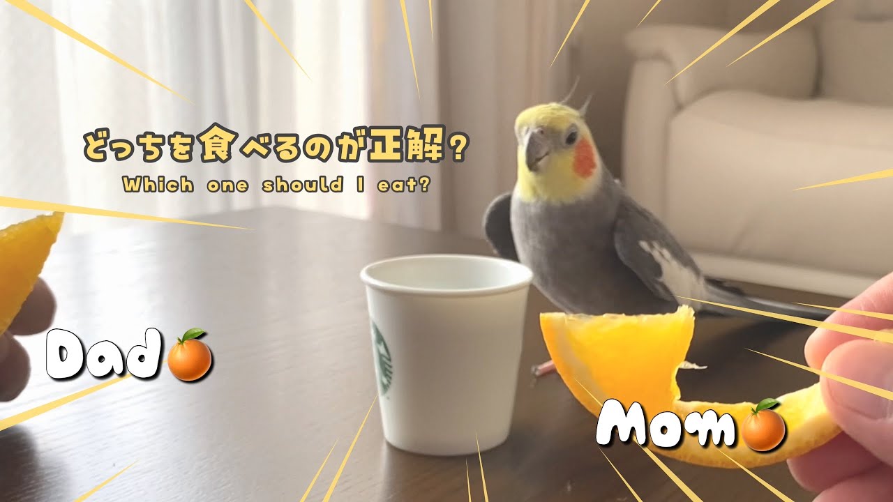 パパとママが同時にオレンジを差し出したらどっちを食べる？やさしい選択をするオカメインコこはくさん