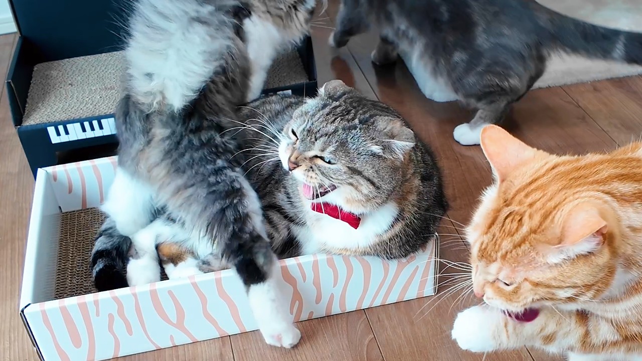 エビのけりぐるみで遊ぶ時のクセが強すぎる猫🤣🤣🤣