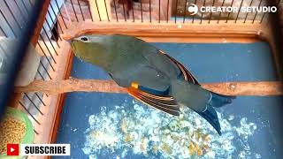 Download lagu Ampuh pancingan burung robin jantan gacor!!! mp3