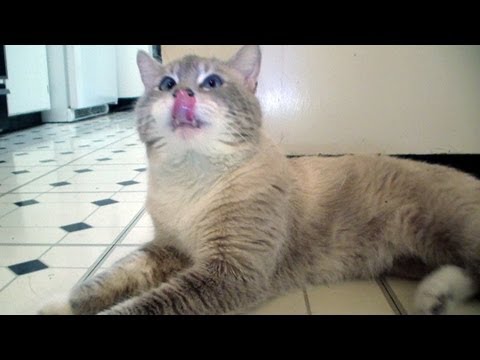 Kitties, Bugs and Landlords (VIDEO BLOG)