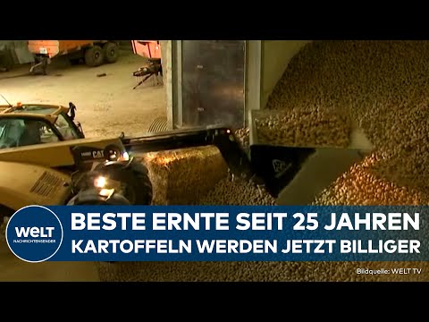 DEUTSCHLAND: Größte Ernte seit 25 Jahren - Rekord drückt Preise! Kartoffeln jetzt deutlich günstiger