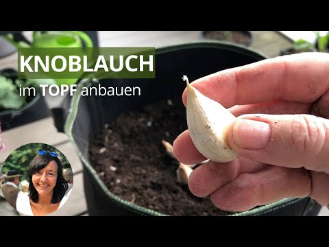 Knoblauch im Topf pflanzen und ernten - Knoblauch im Pflanzsack anbauen