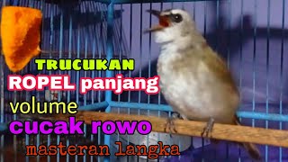 Download lagu MASTERAN LANGKA trucukan gacor ropel panjang rasa cucak rowo mp3